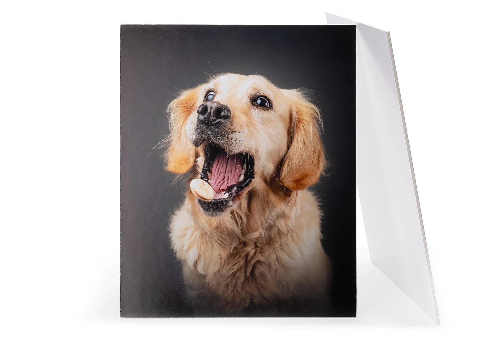 Dog Board Mounted Print
