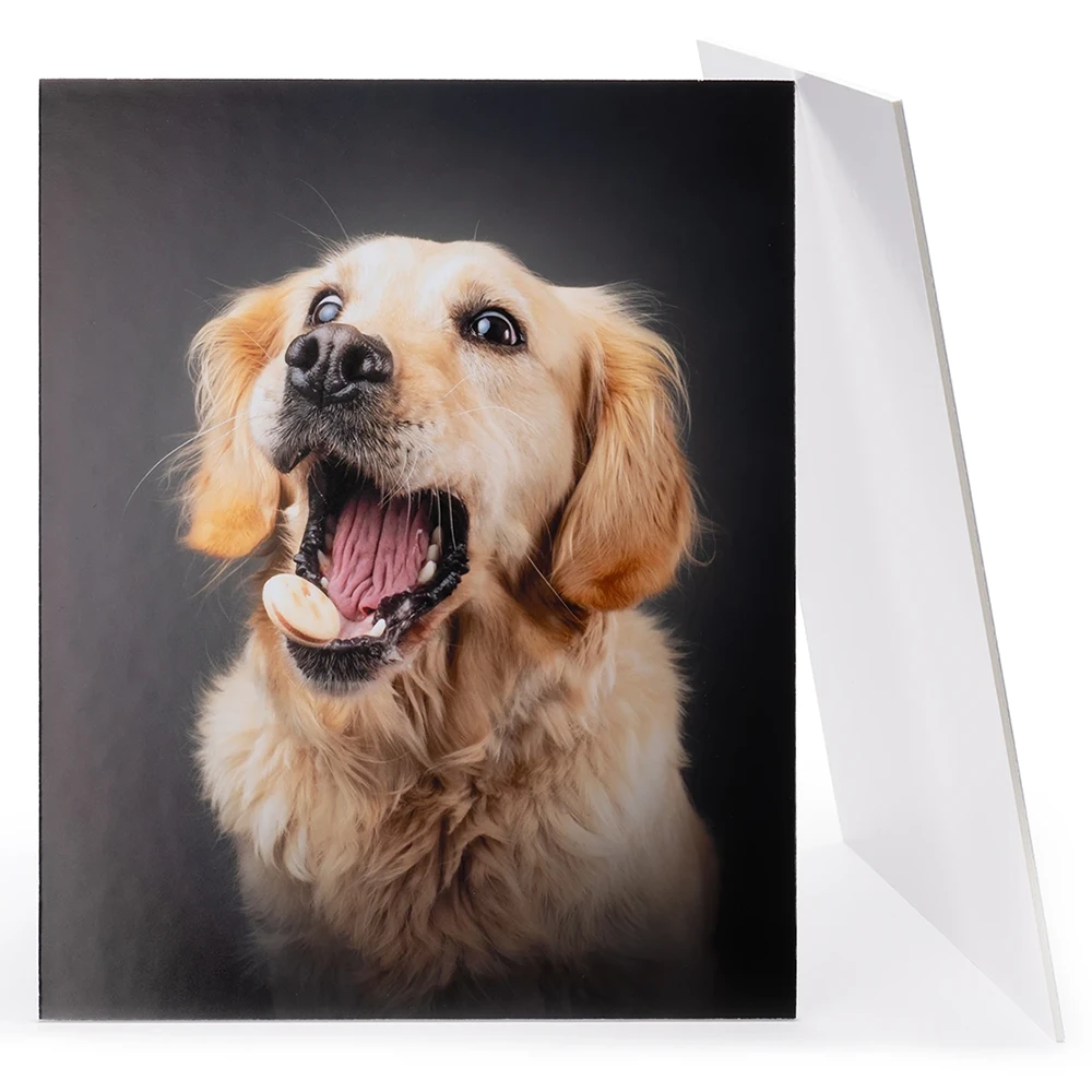 Dog Board Mounted Print