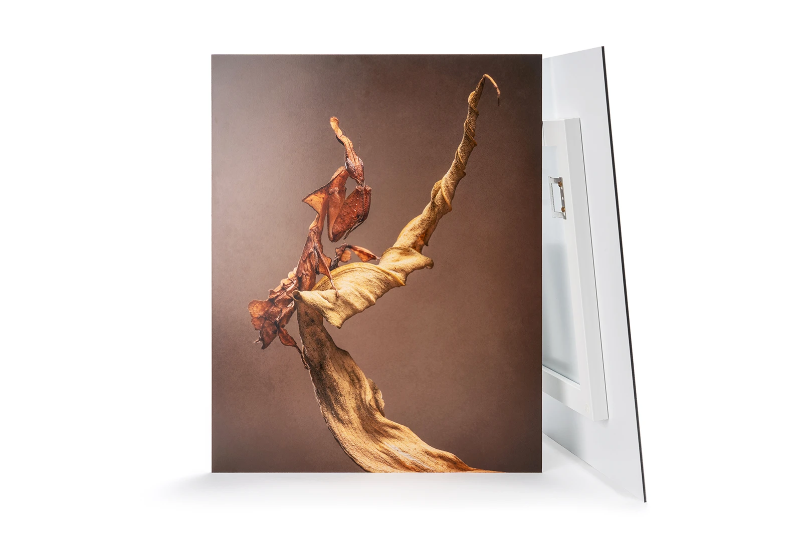 Aluminium Dibond Mounted Prints