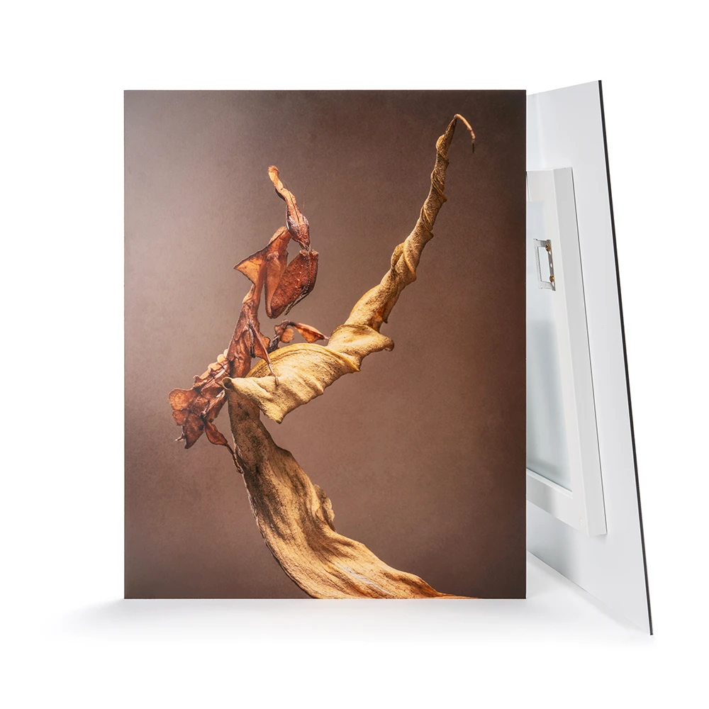 Aluminium Dibond Mounted Prints